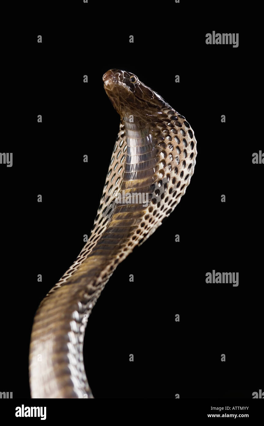 Close-up di un cobra impennarsi Foto Stock
