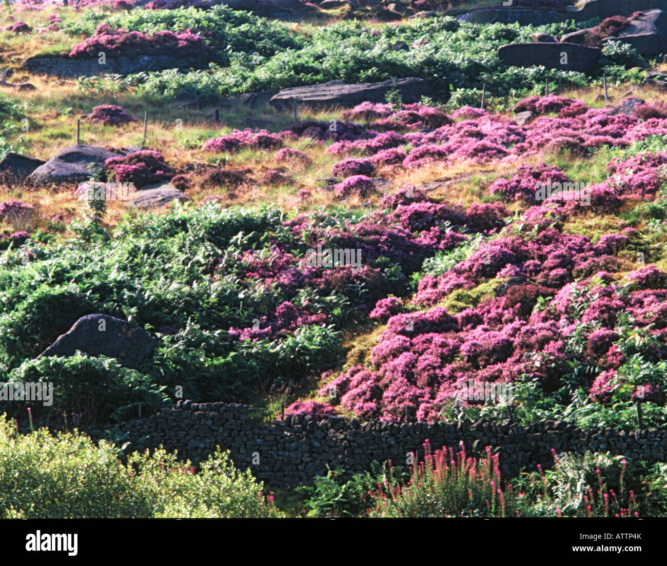MOORLAND HEATHER BASLOW Peak District DERBYSHIRE INGHILTERRA Foto Stock