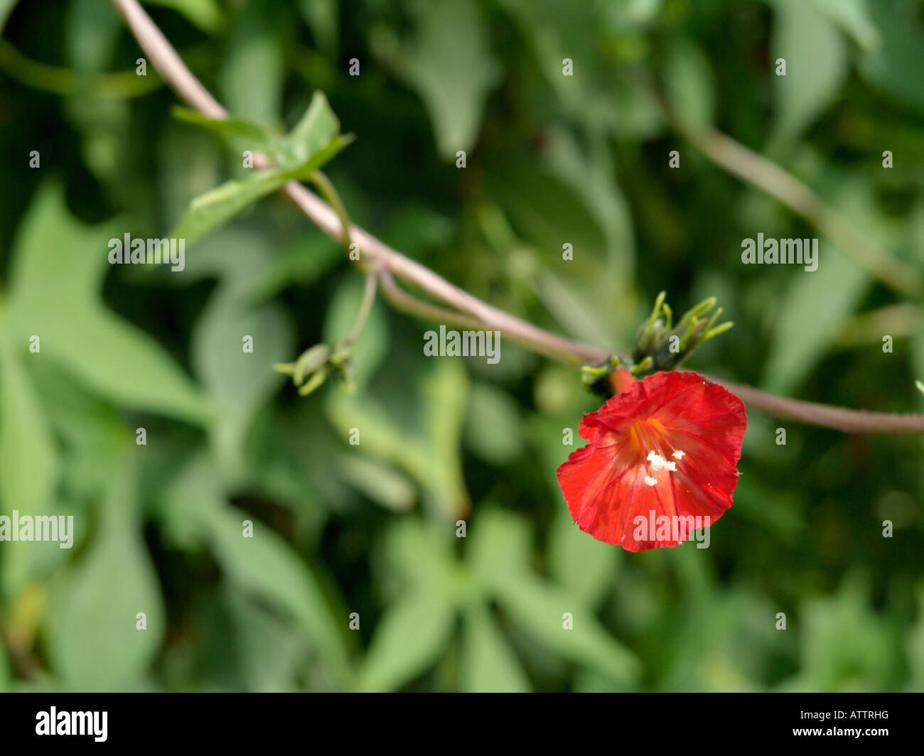 Scarlet gloria di mattina (Ipomoea hederifolia syn. hederifolia quamoclit) Foto Stock