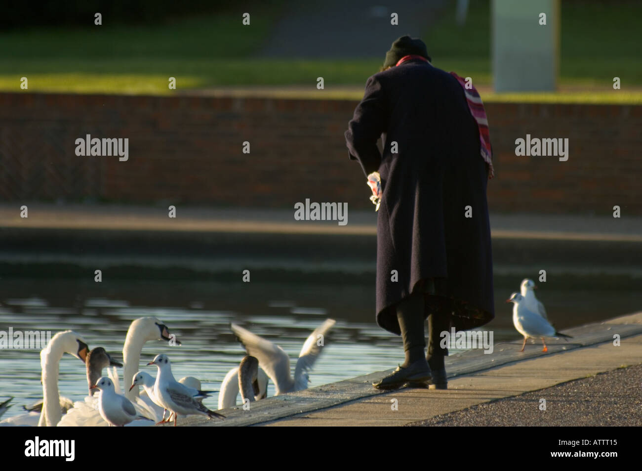 Regno Unito Old Lady alimentazione di anatre e cigni su un piccolo lago in barca Foto Stock