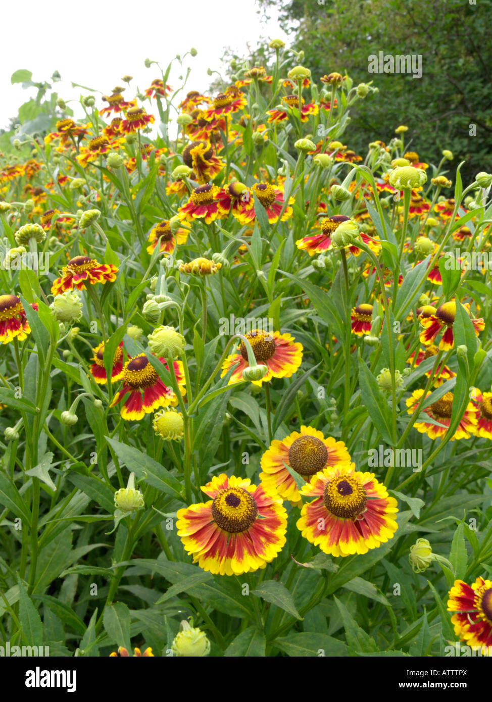 Sneezeweed (helenium) biedermeier Foto Stock