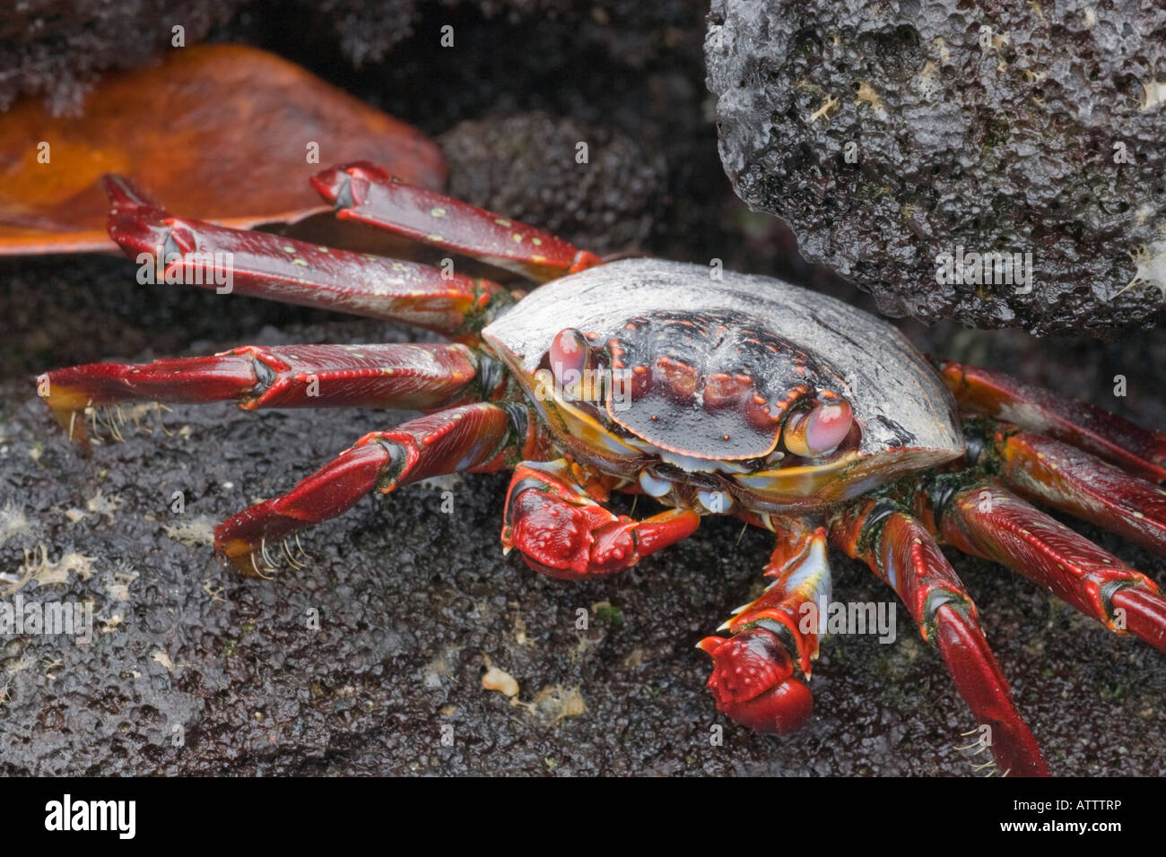 Sally lightfoot crab Grapsus grapsus Ecuador Galapagos Fernandina Foto Stock