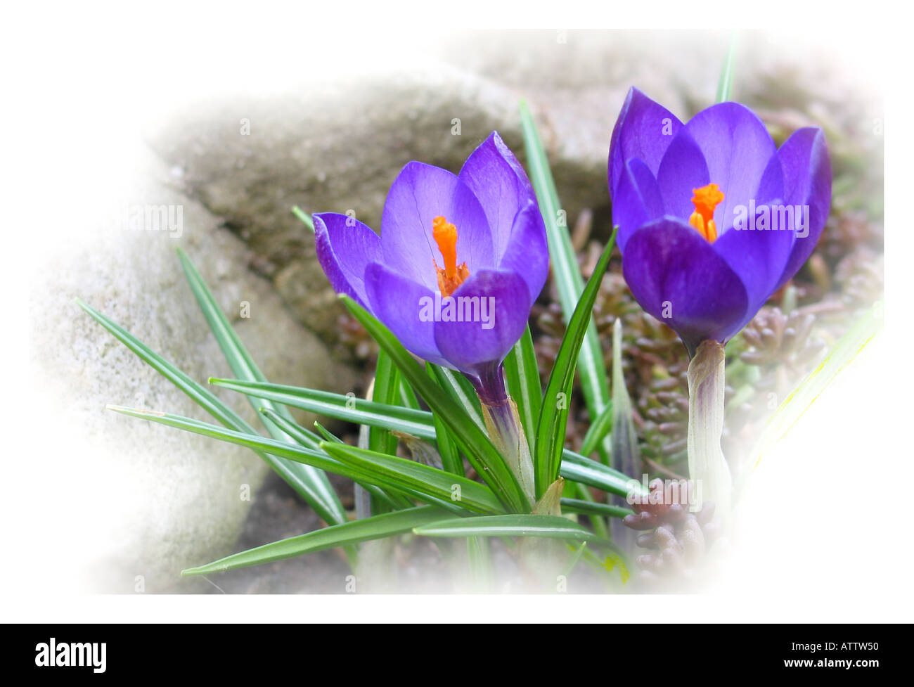 Coppia di crocus lilla Foto Stock