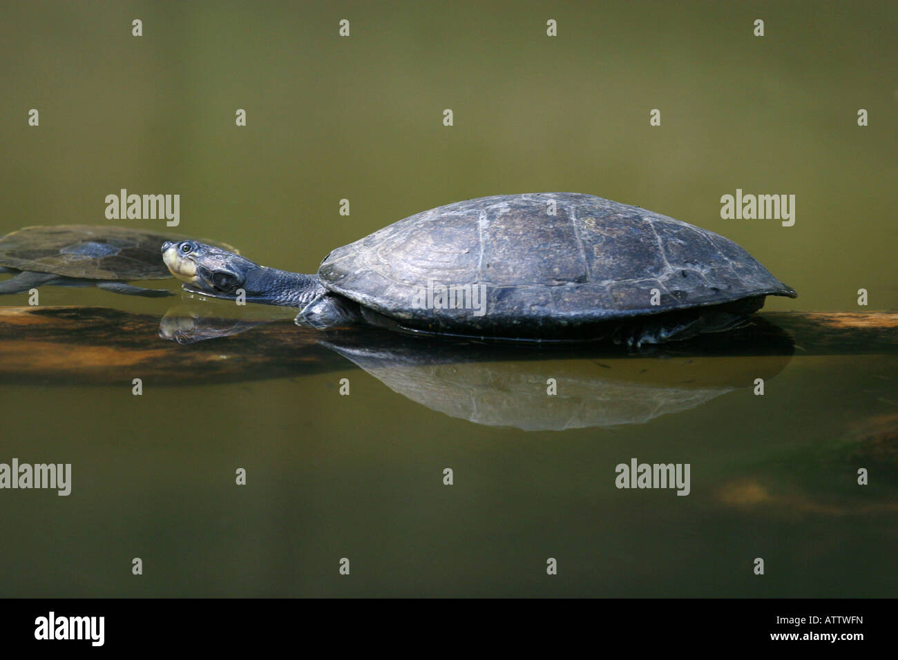 Giallo-spotted river turtle - Podocnemis unifilis Foto Stock