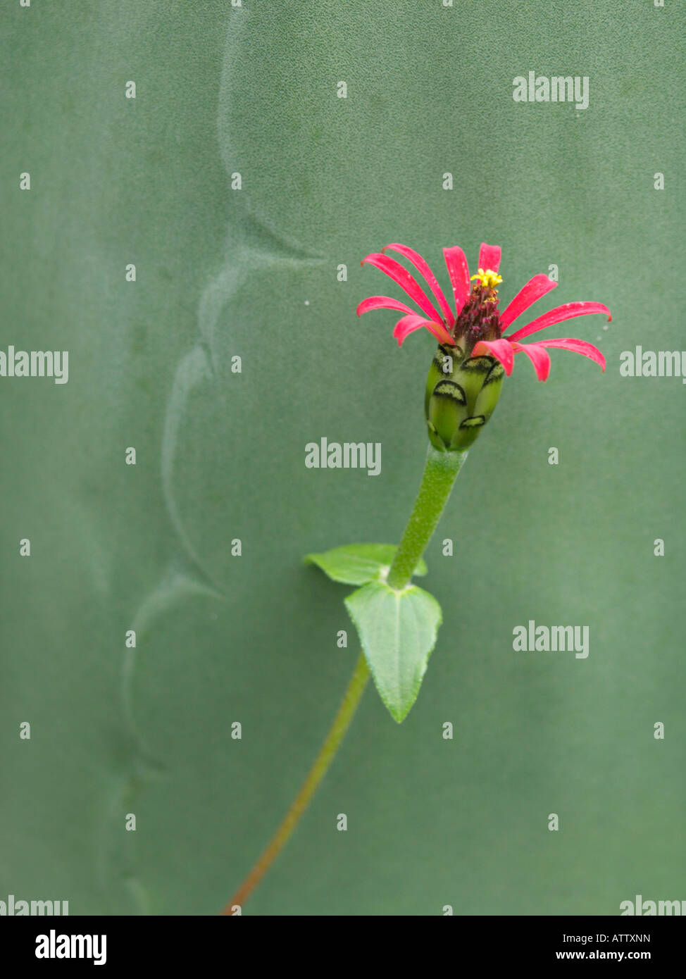 Zinnia peruviana (zinnia peruviana) Foto Stock