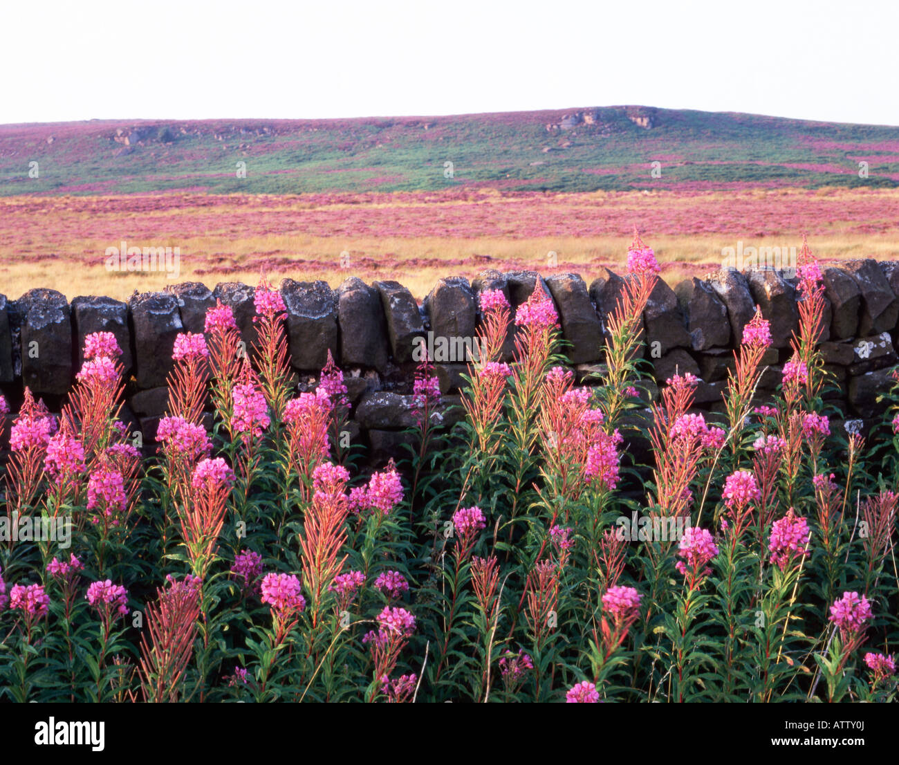 ROSE-BAY WILLOWHERB fiori parete e la brughiera parco nazionale di Peak District PENNINES DERBYSHIRE Foto Stock