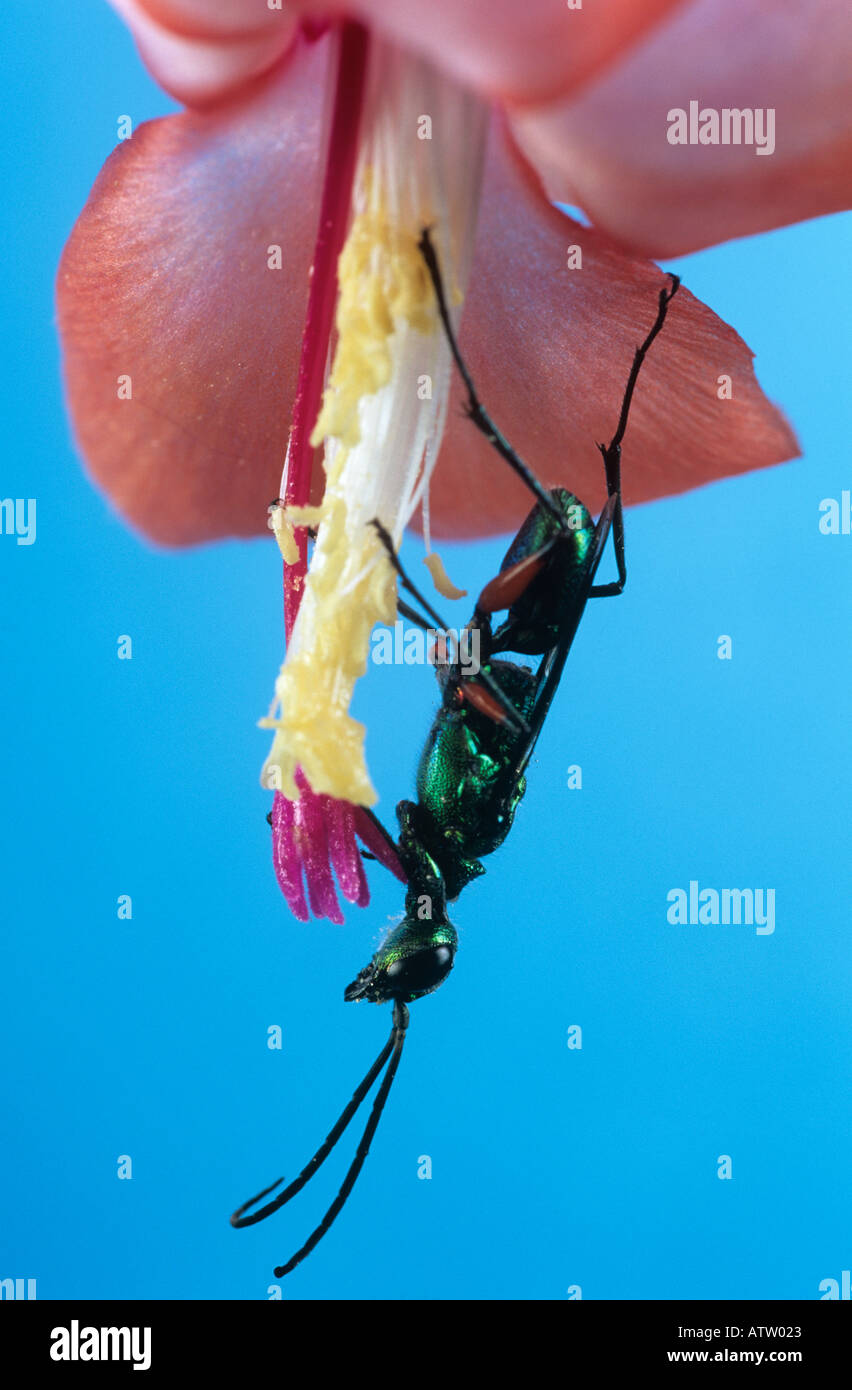 Vespa Gioiello Foto Stock Alamy