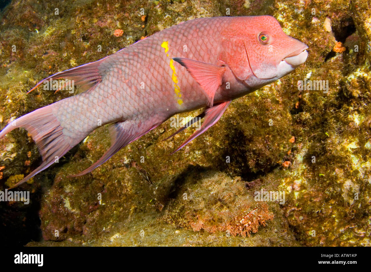 Un mimetizzata stone scorfani nasconde in background al di sotto di questo streamer hogfish, Isole Revillagigedos, Messico. Foto Stock