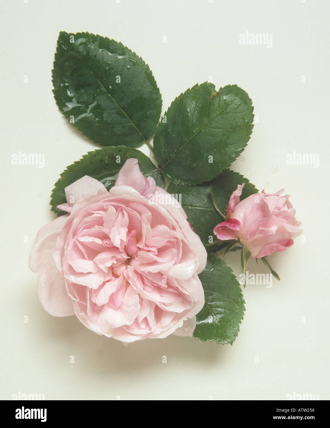 Fantin Latour rosa antico Foto Stock