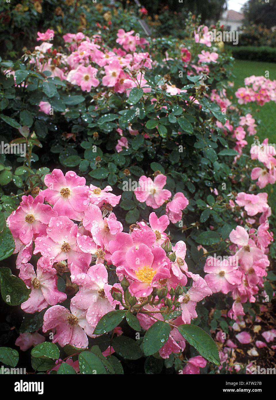 Quasi selvatici una rosa Floribunda Foto Stock