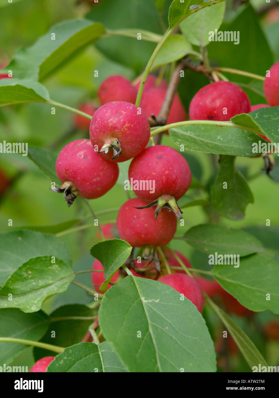 Crab Apple (malus x gloriosa) Foto Stock