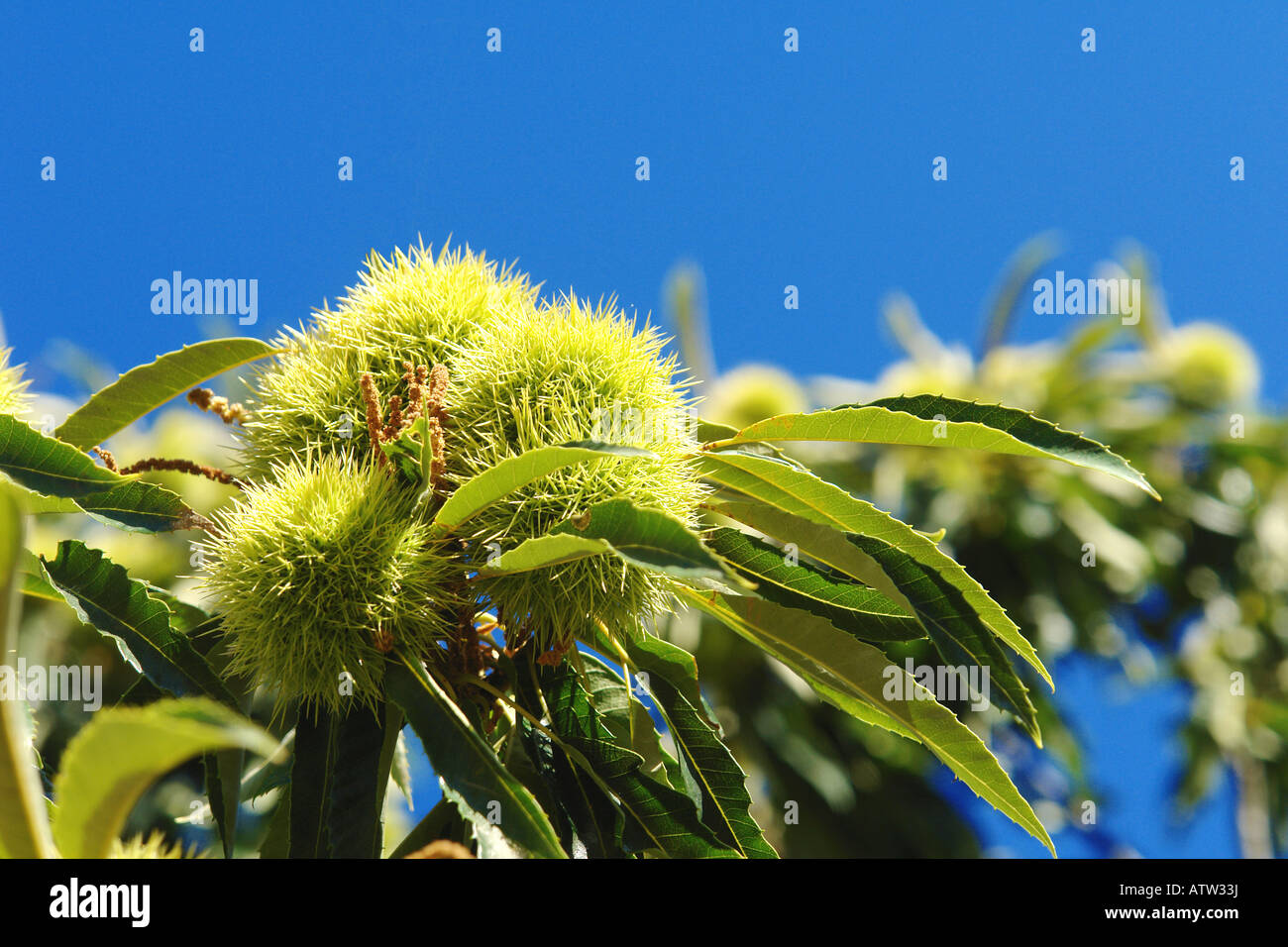 Close-up di castagno Foto Stock