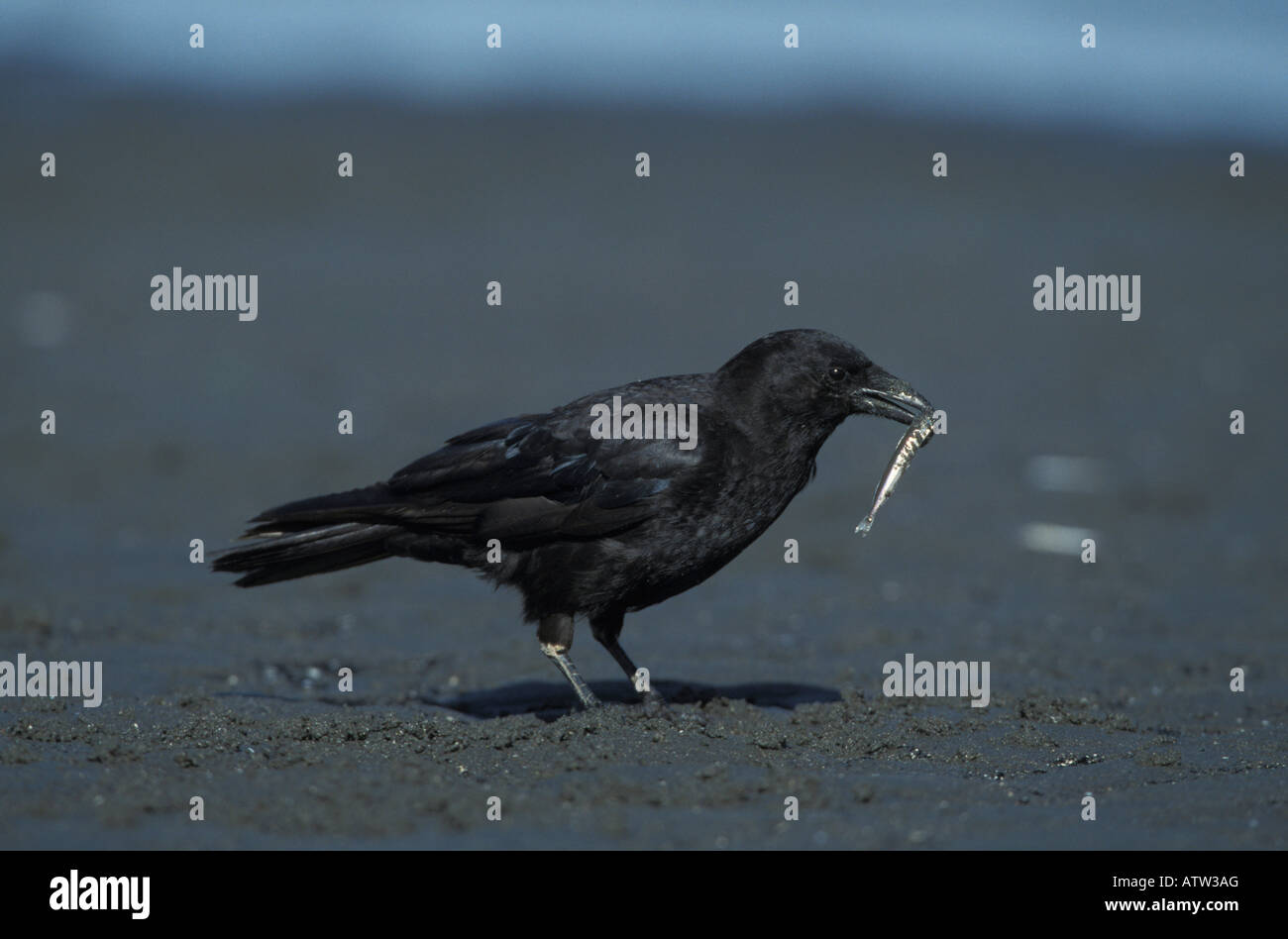 Northwestern Crow, Corvus caurinus, mangiando sabbia lancia, Ammodytes sp., sulla spiaggia. Foto Stock