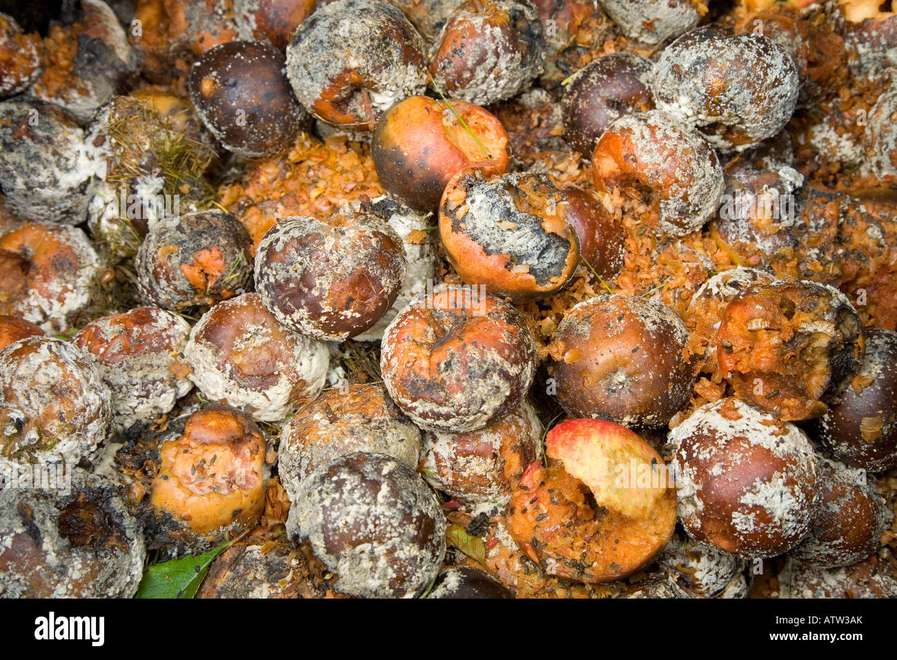 Mele marce in un barile Foto Stock