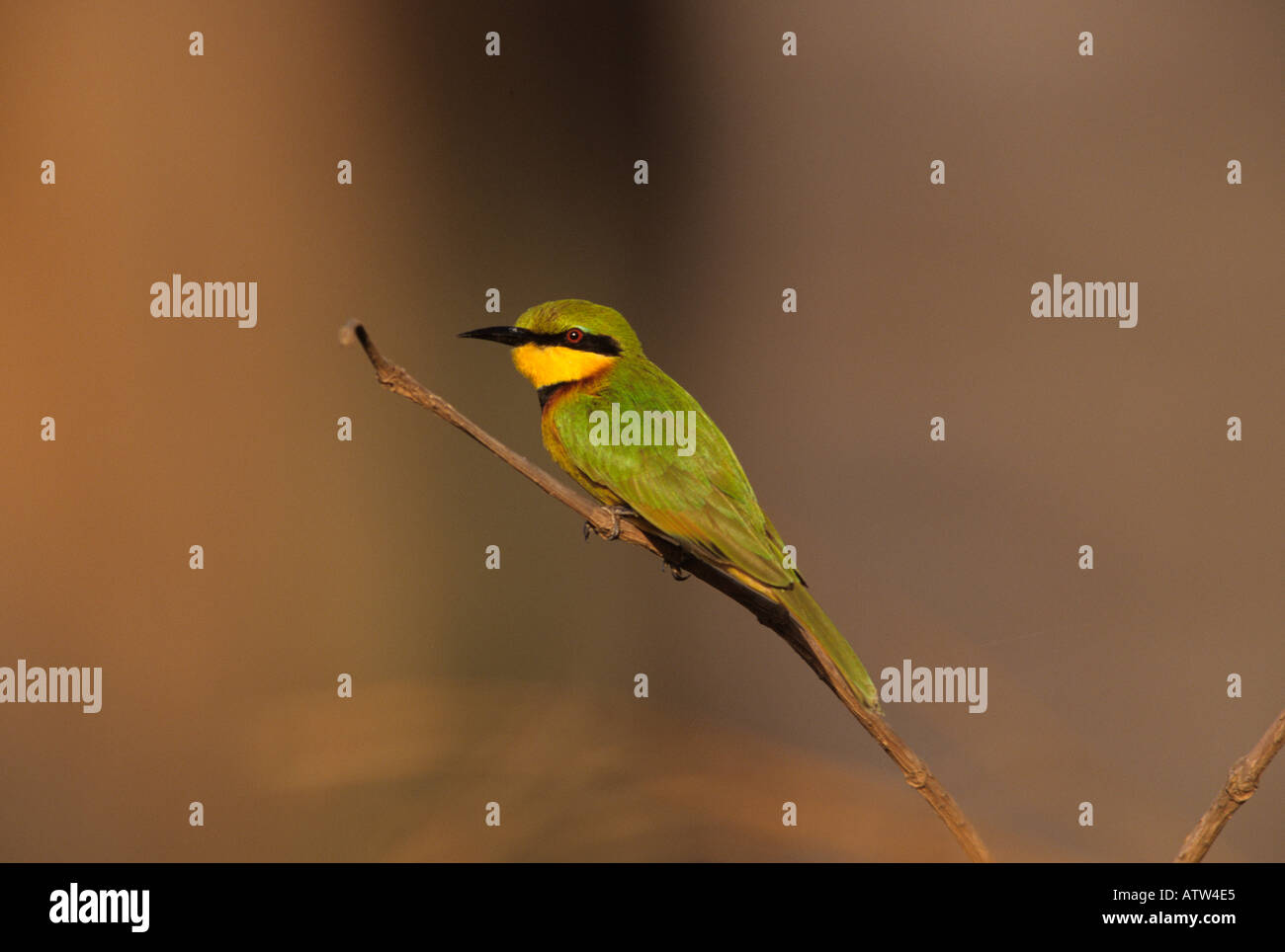 Piccolo Merops pusillus mangiatore di api Foto Stock