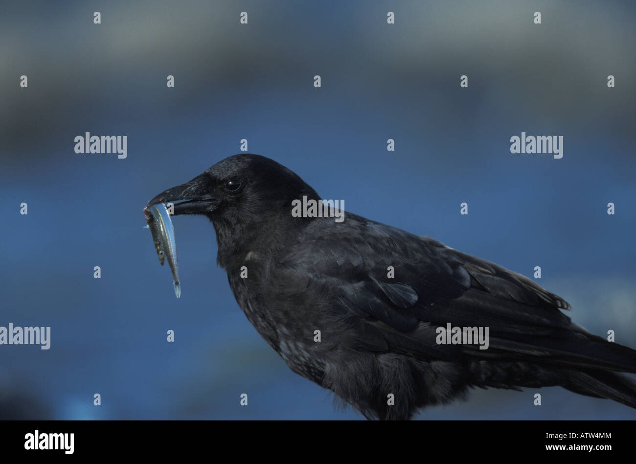 Northwestern Crow, Corvus caurinus, mangiando sabbia lancia, Ammodytes sp. Foto Stock