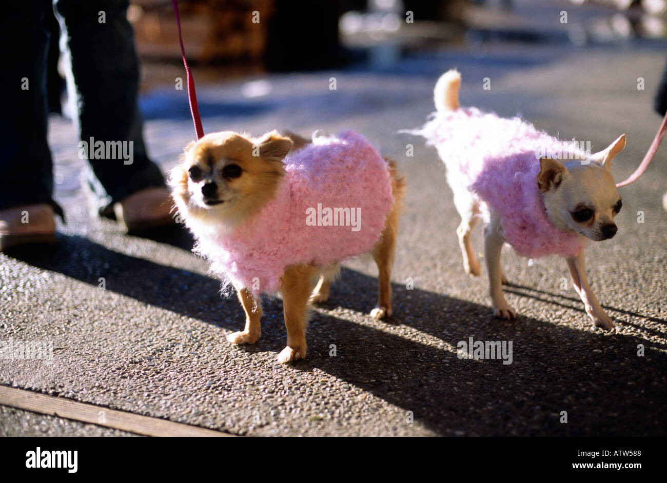 Due cani di piccola taglia in rosa maglioni Foto Stock