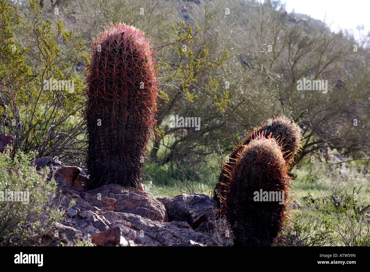 Barrel Cactus in primavera Foto Stock