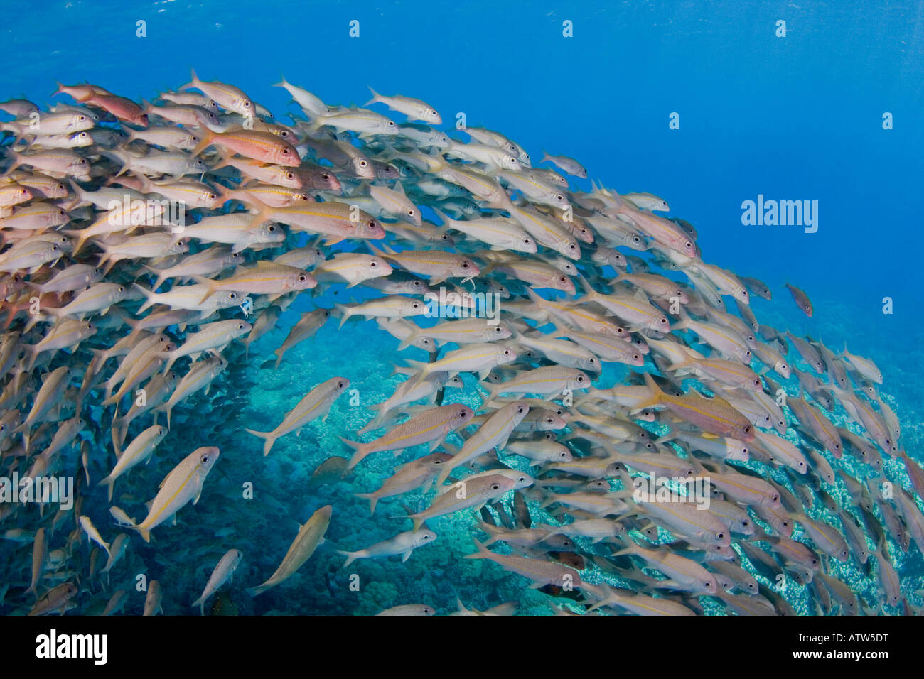 Tonno albacora goatfish, Mulloidichthys vanicolensis, Hawaii. Foto Stock