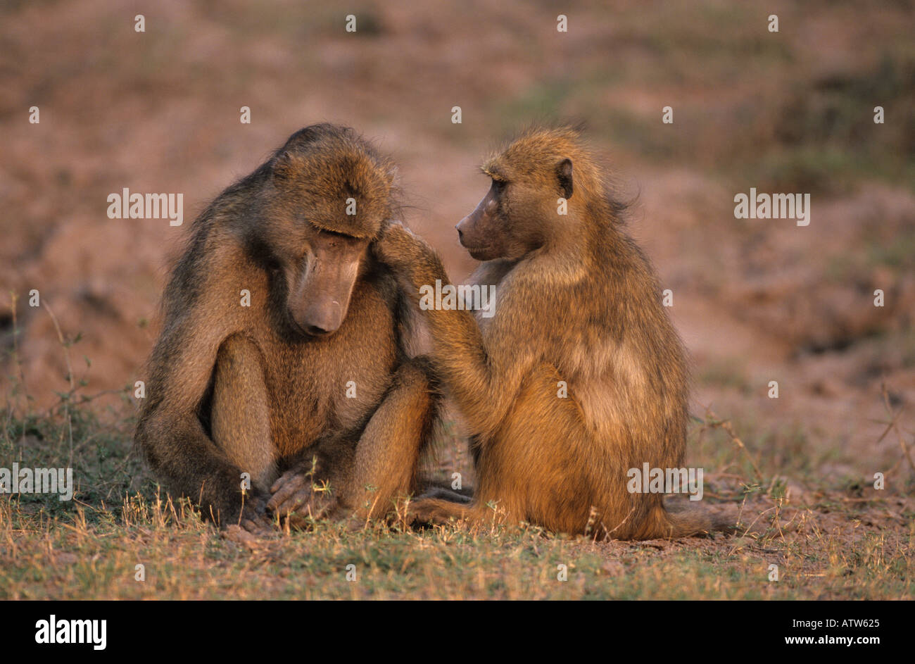 Babuino Papio cynocephalus Foto Stock