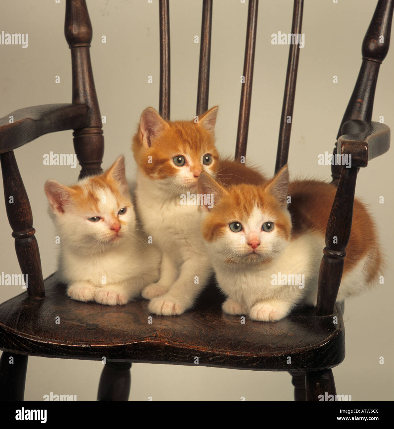 Lo zenzero gattino Trio seduto sulla sedia bambino Foto Stock