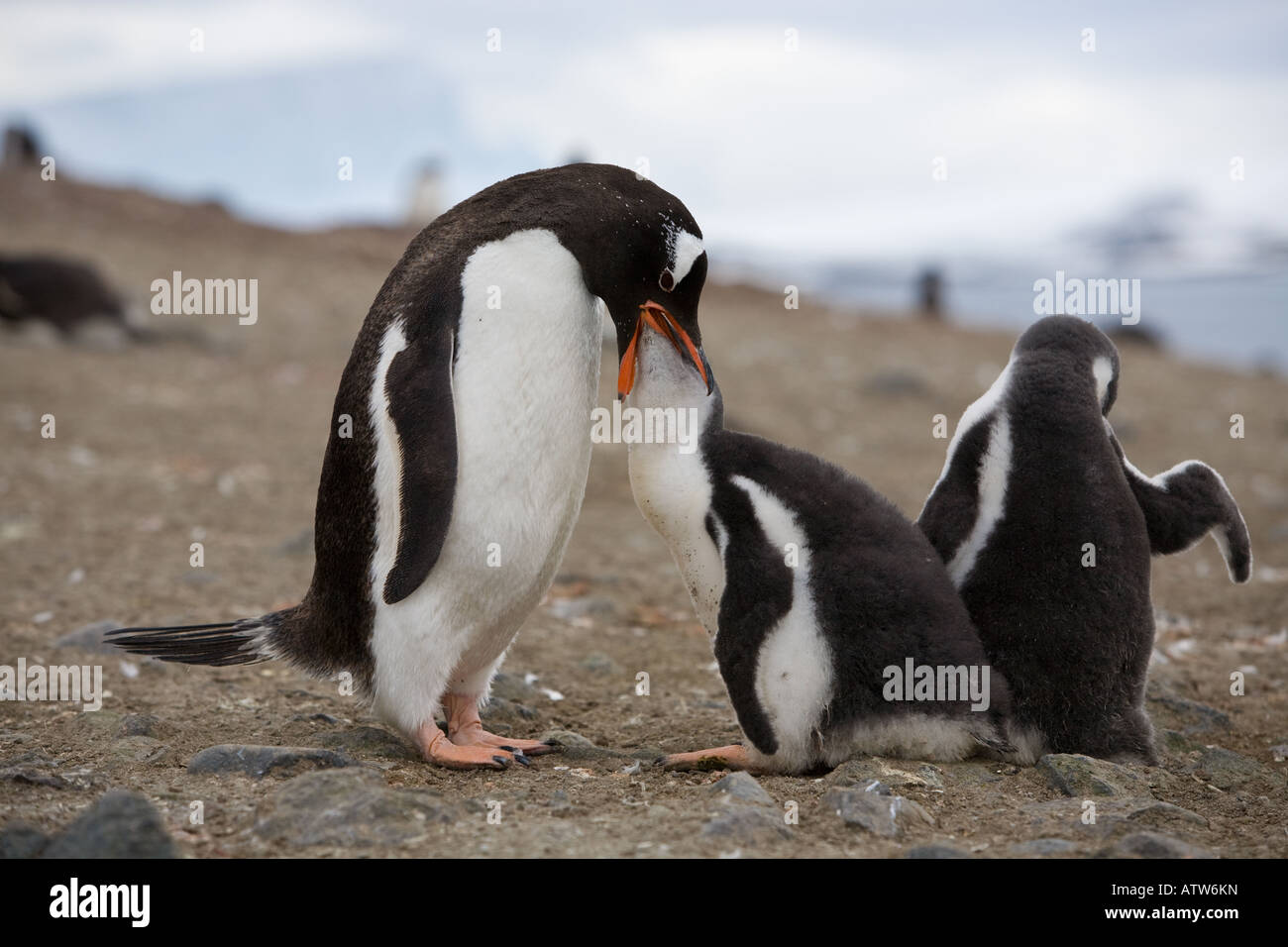 Pinguino Gentoo alimentazione dei giovani pulcino nel nido su Barrientos isola antartide, iceberg in background Foto Stock