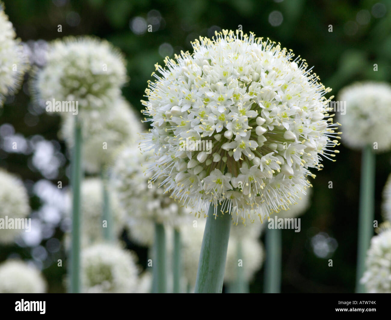 Allium pskemense Foto Stock