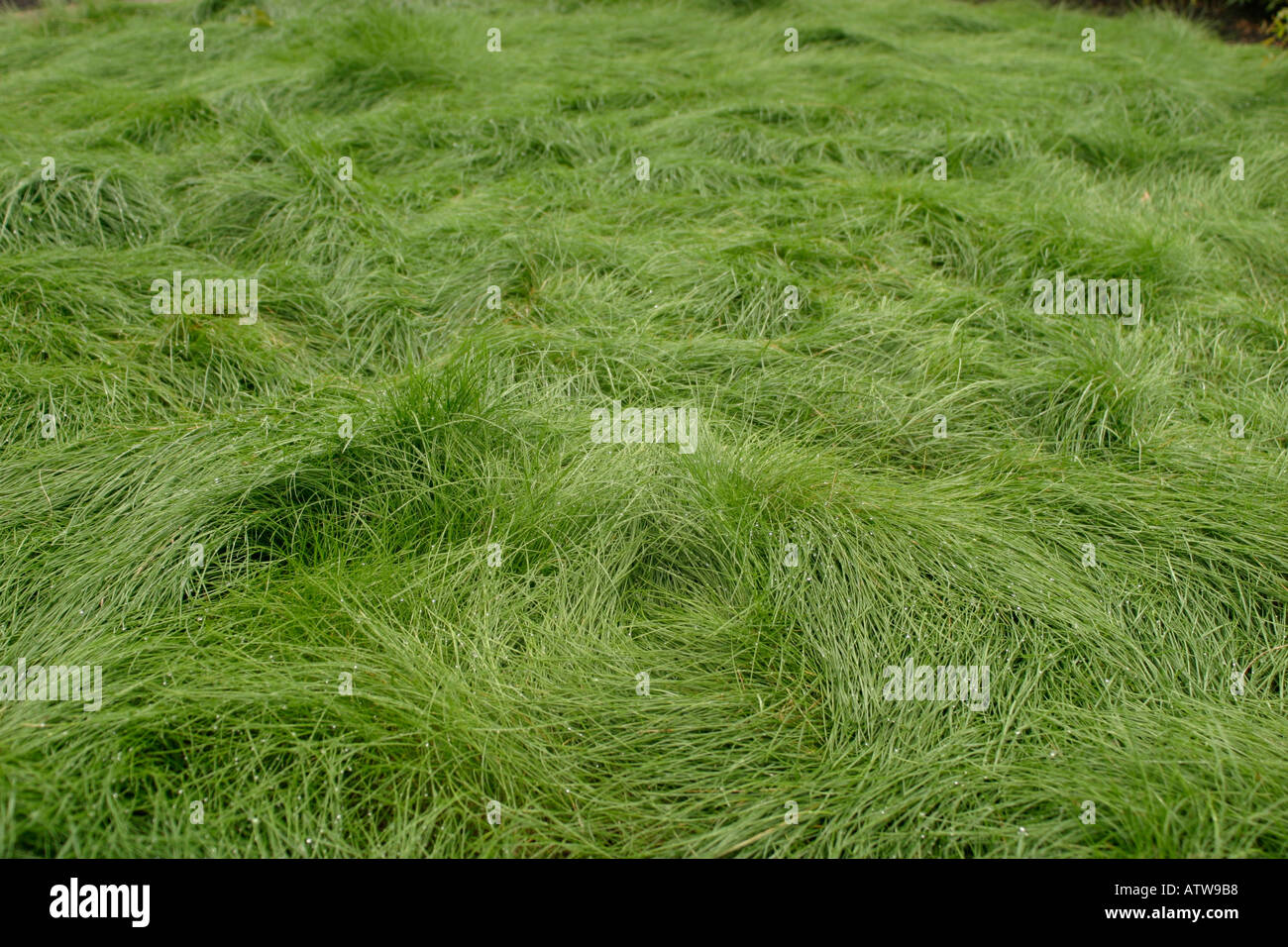 Un letto di morbida erba Foto Stock