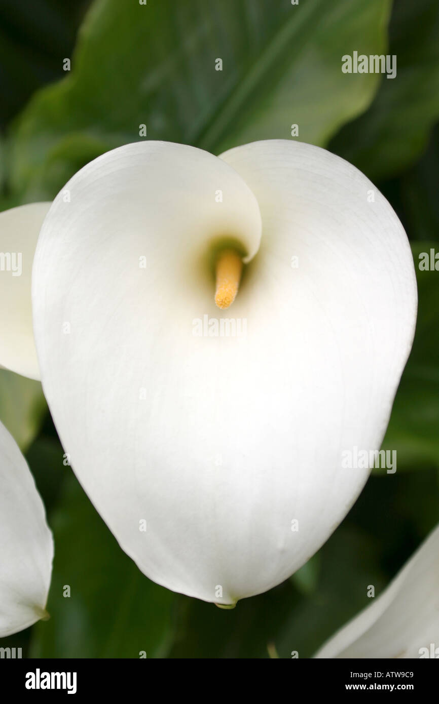 Close up white Lilly Foto Stock