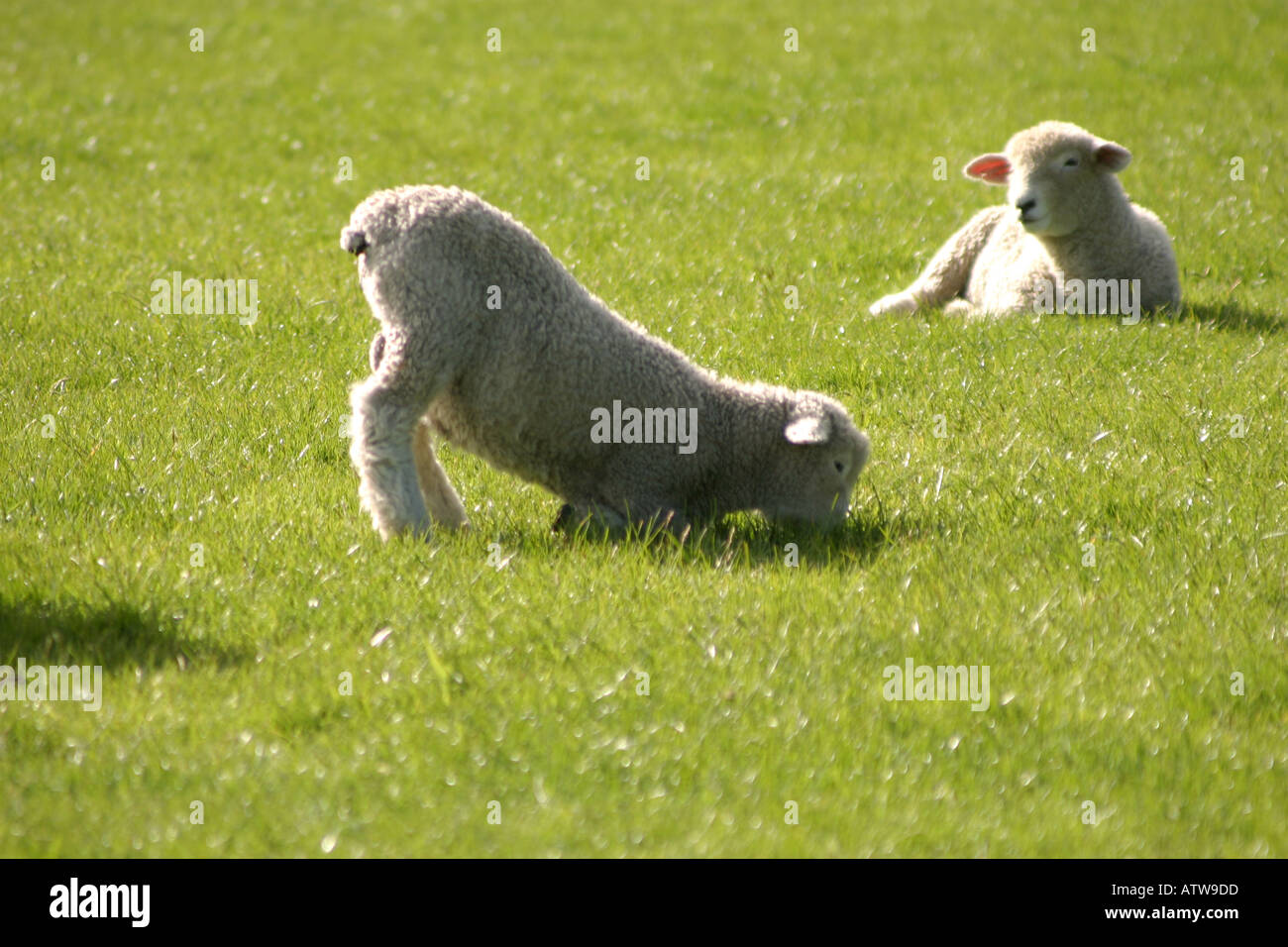 Nuova Zelanda agnello mangiare erba Foto Stock
