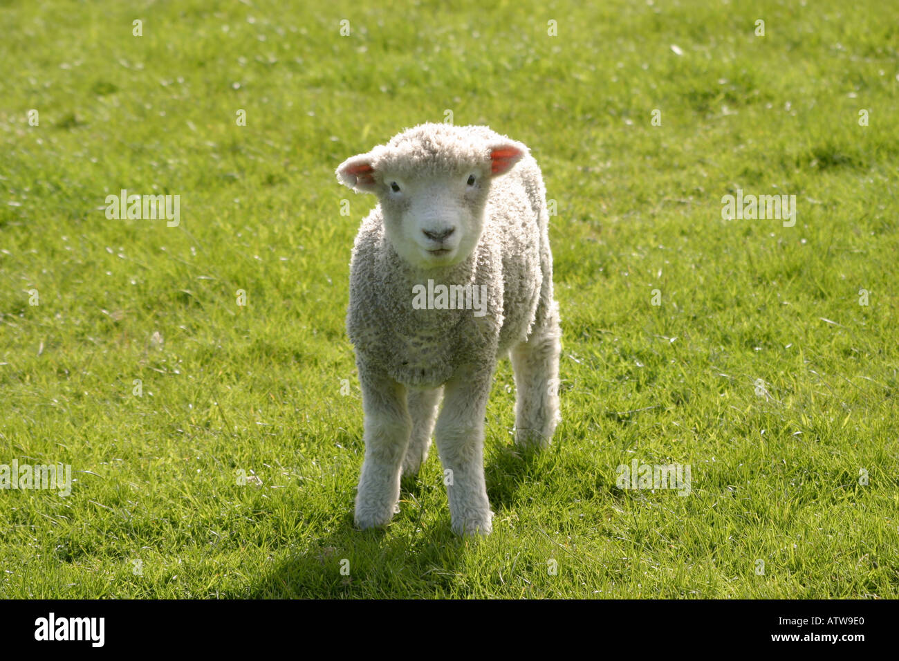 La Nuova Zelanda di agnello Foto Stock