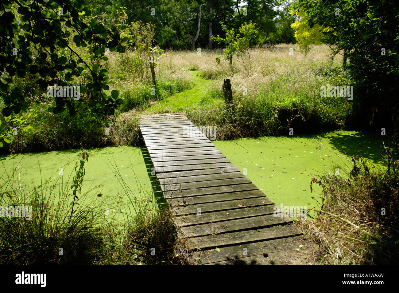 Una parte del giardino "area selvaggia' gestita per favorire la fauna selvatica, REGNO UNITO Foto Stock