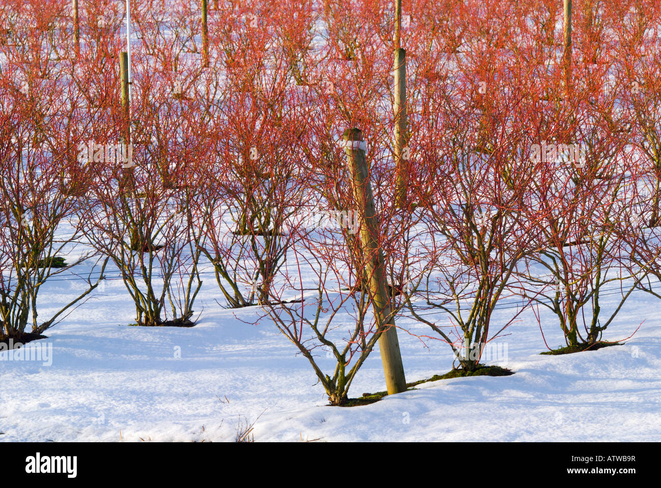 Righe di cespugli di mirtilli in inverno Abbotsford della Columbia britannica in Canada Foto Stock Righe di cespugli di mirtilli in inverno Abbotsford della Columbia britannica in Canada Foto Stock