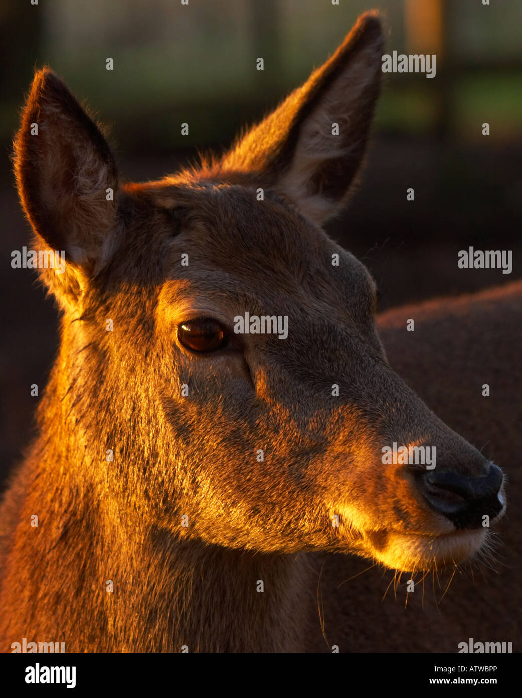 Red Deer ritratto Foto Stock