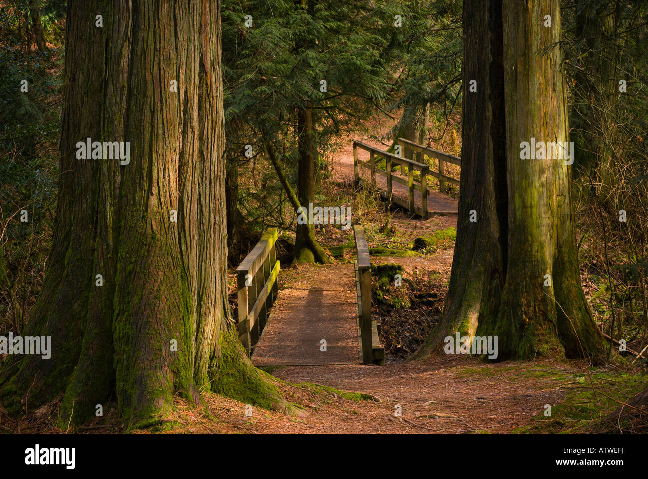 Il percorso che conduce a una serie di passerelle in legno Foto Stock Il percorso che conduce a una serie di passerelle in legno Foto Stock