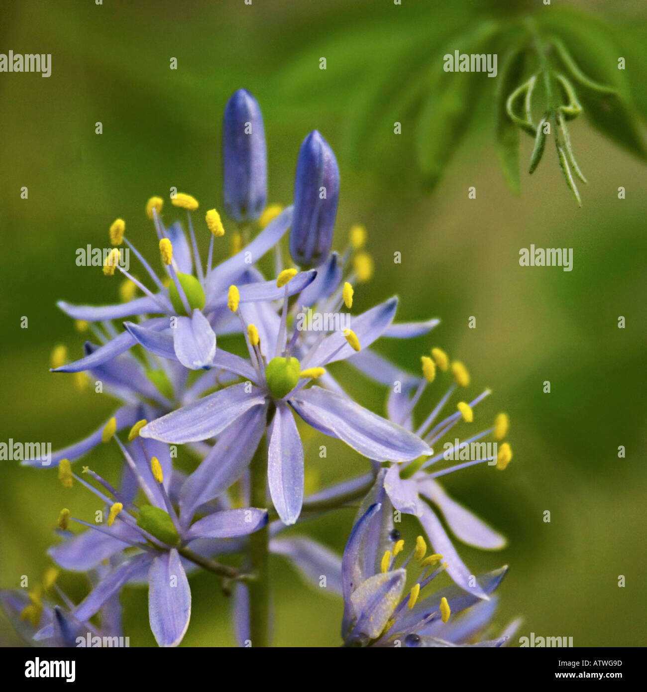 Camas millefiori Foto Stock