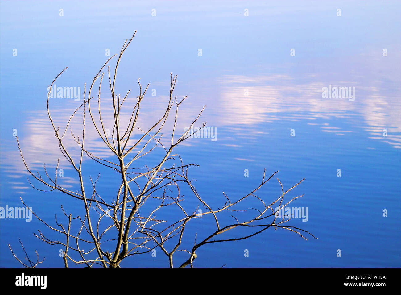 I rami degli alberi e i riflessi del cloud Foto Stock