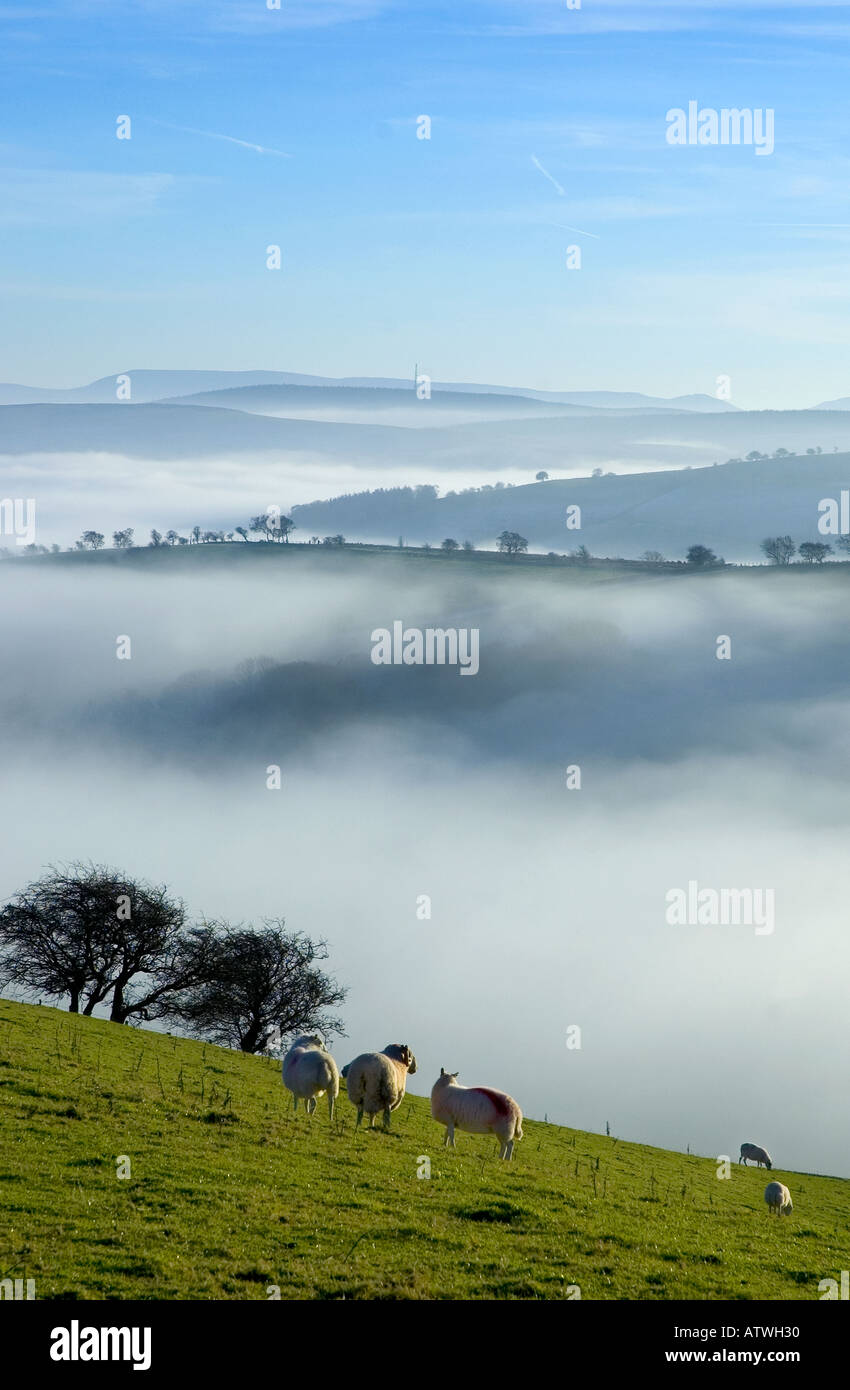 Paesaggio invernale Powys, metà del Galles, UK, guardando a sud verso il Parco Nazionale di Brecon Beacons. Foto Stock