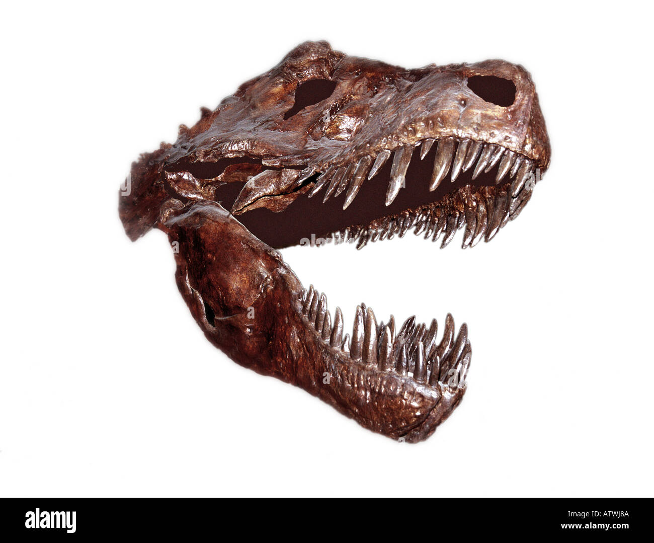 Tyrannosaurus Rex cranio Foto Stock