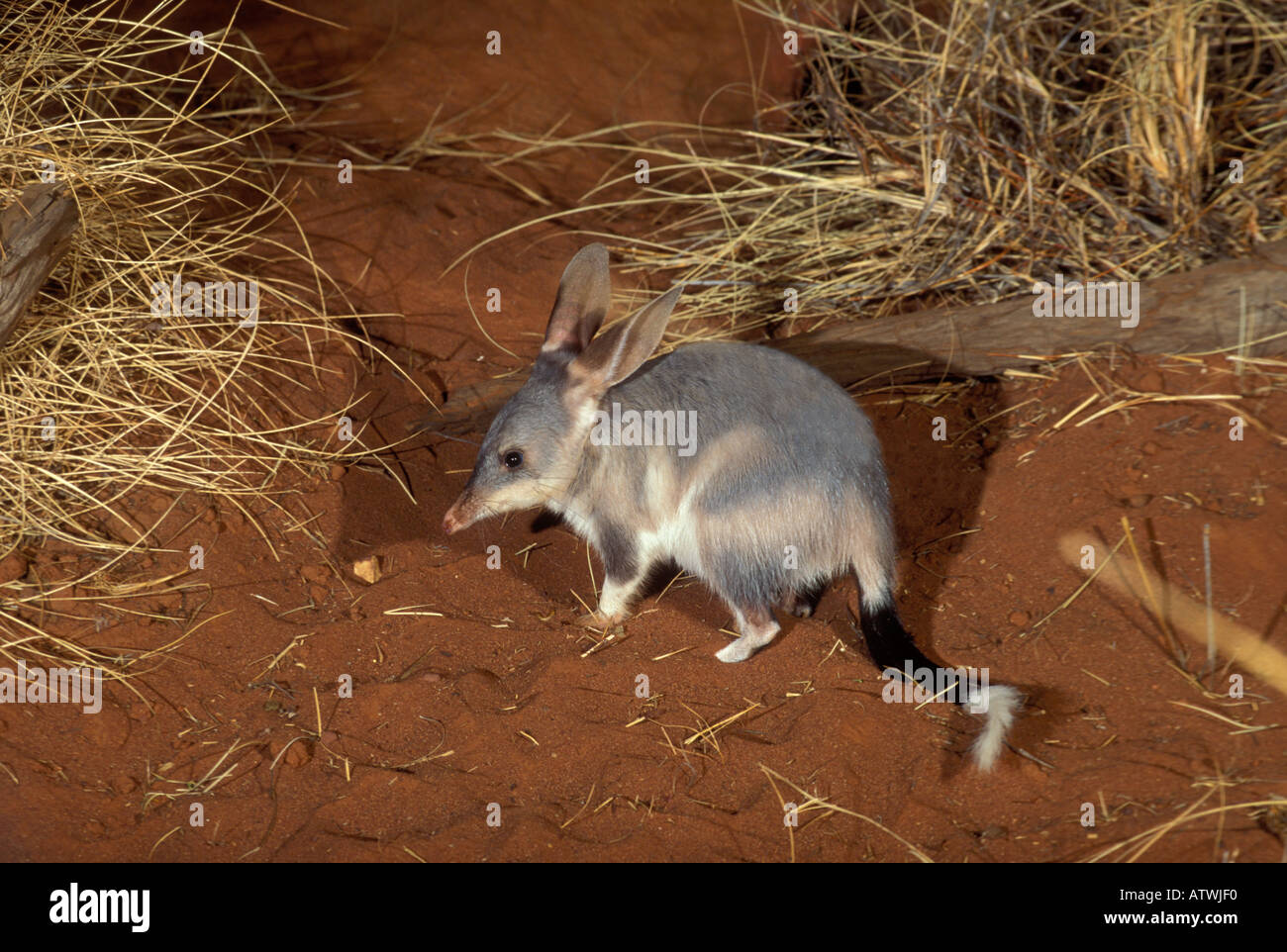 Bilby Macrotis lagotis specie minacciate fotografato nel Queensland Australia Foto Stock