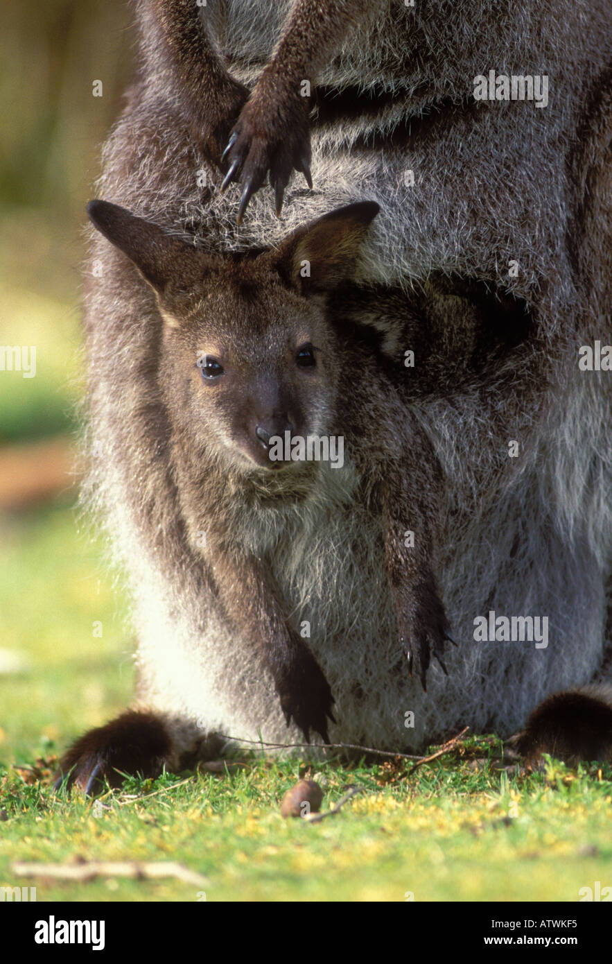Collo rosso Bennett s Wallaby rufogriseus Macropus femmina con joey nella sacca fotografato in Foto Stock