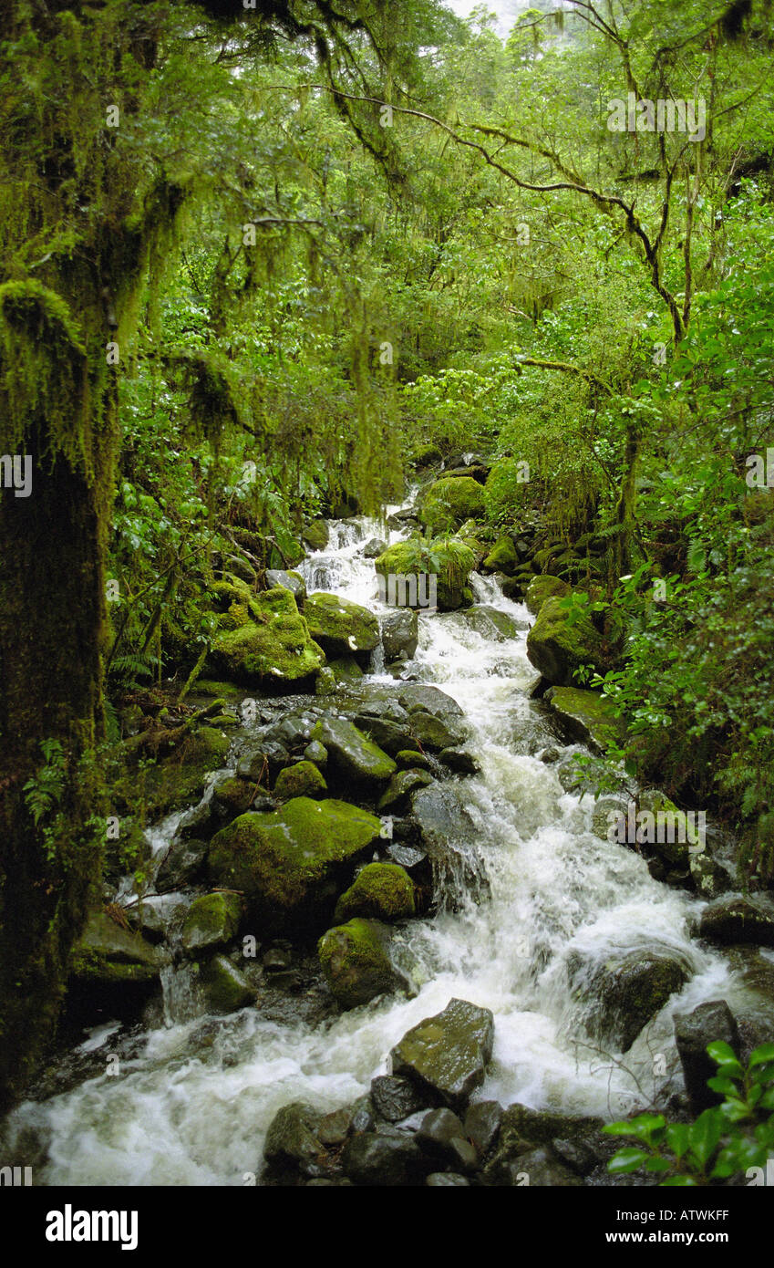 Cascading creek del Fjordland National Park vicino a Milford Sound sull'Isola del Sud della Nuova Zelanda Foto Stock