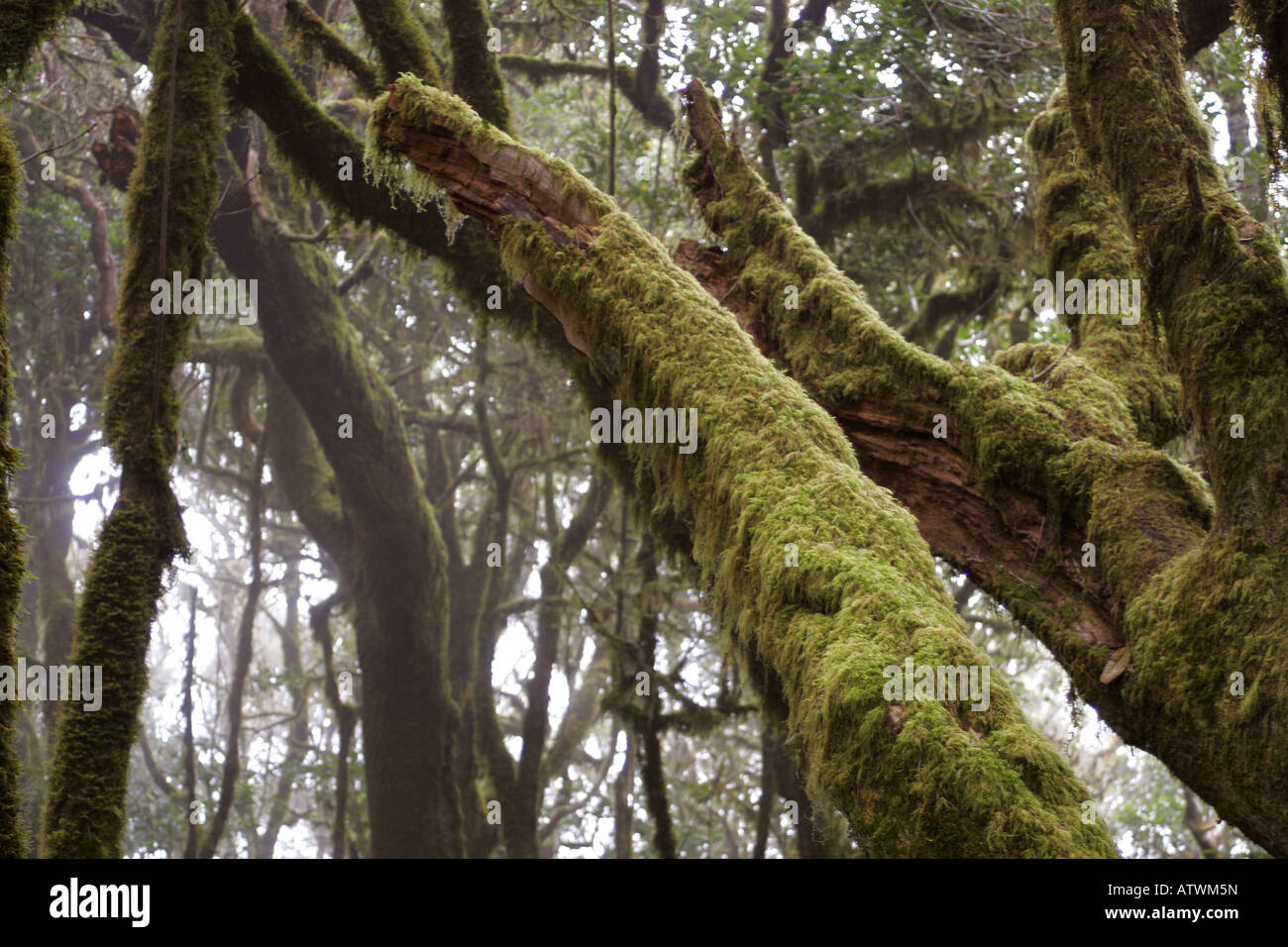 Laurisilva di La Gomera spagna isole canarie La Gomera Foto Stock