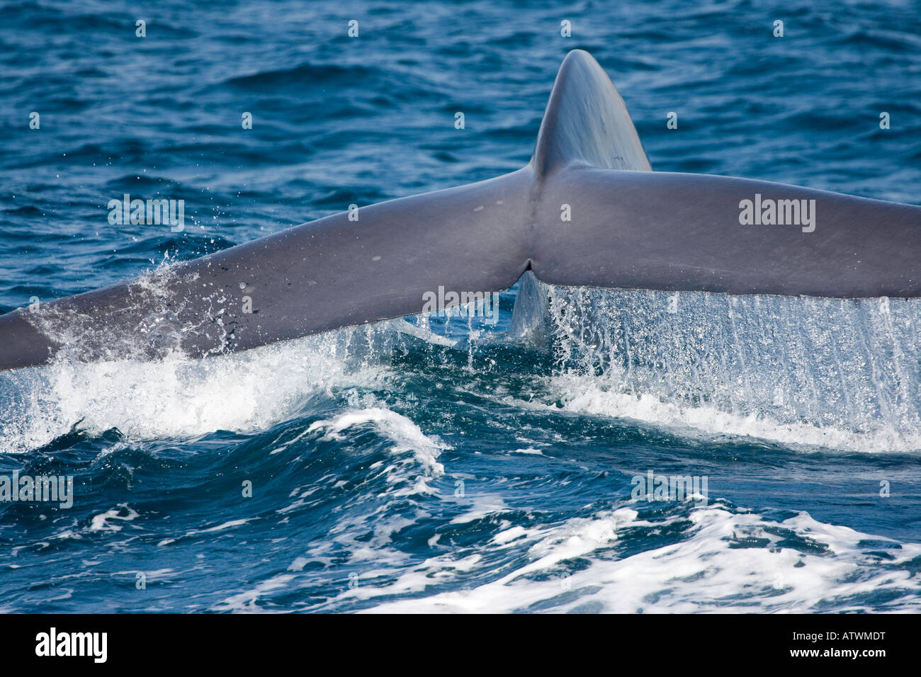 La coda di una balena blu, Balaenoptera musculus, al largo della costa della California, Stati Uniti d'America. Foto Stock