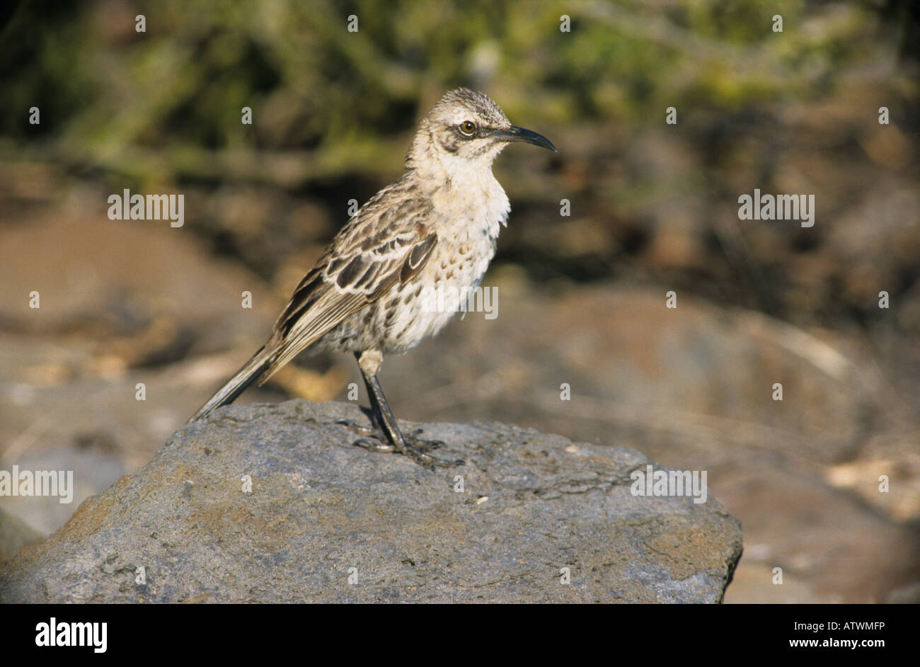 Il cofano Mockingbird Nesomimus macdonaldi Foto Stock