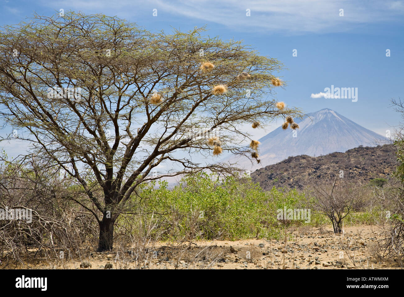 " Ol Doinyo Lengai (montagna di Dio) attorno al Lago Natron, Tanzania Africa Foto Stock