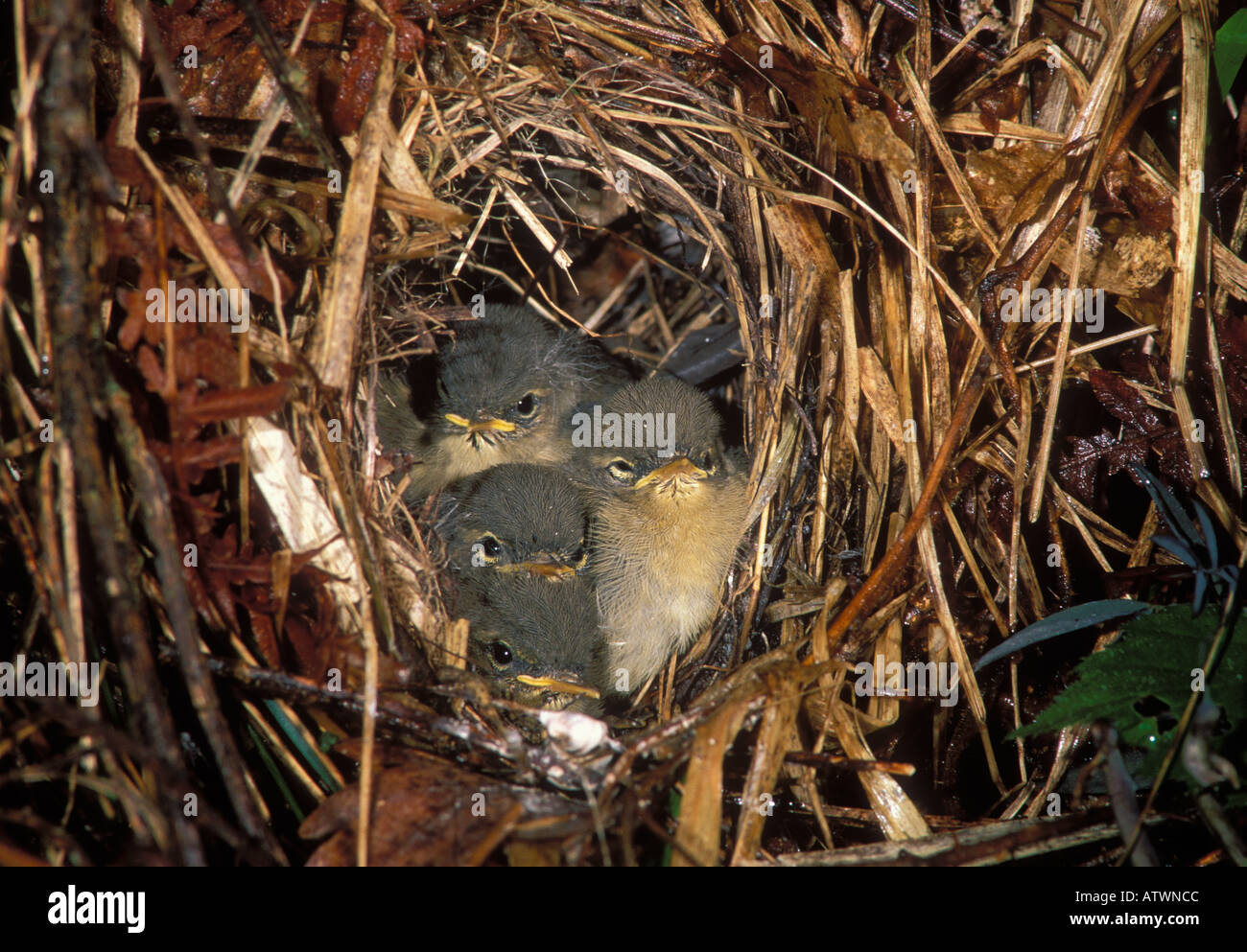 Chiffchaff Phylloscopus collybita pulcini nel nido Foto Stock