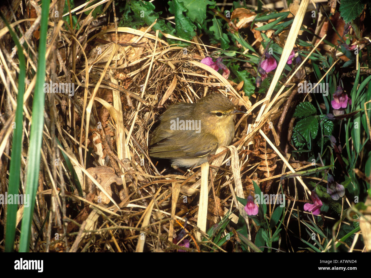 Chiffchaff Phyllocopus coyybita donna al nido Foto Stock