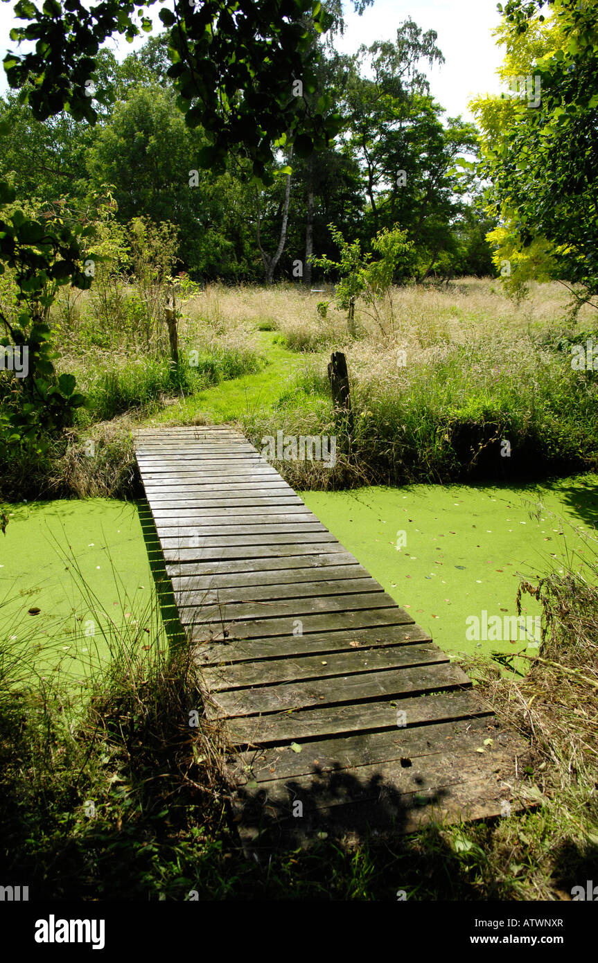 Una parte del giardino "area selvaggia' gestita per favorire la fauna selvatica, REGNO UNITO Foto Stock