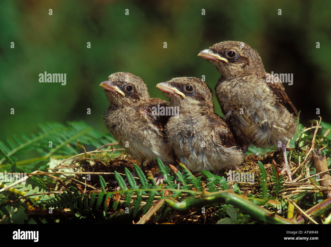 Red backed Shrike Lanius collurio pulcini a nido Foto Stock